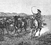 Cowboy With Cattle